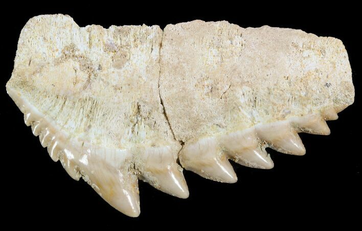 Fossil Cow Shark (Hexanchus) Tooth - Morocco #51918